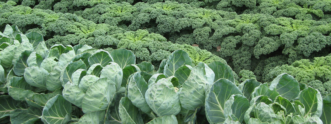 Norddeutsche Kooperation im Gartenbau